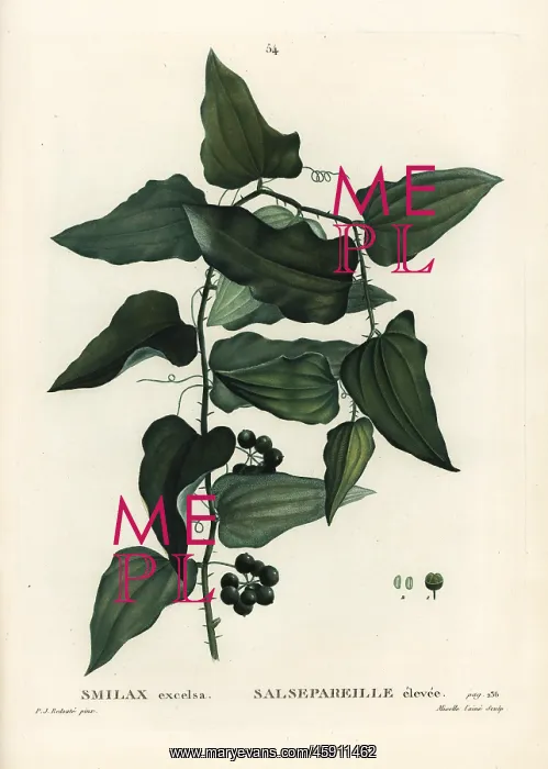 : Mediterranean smilax, Smilax aspera : Mediterranean smilax, Smilax aspera