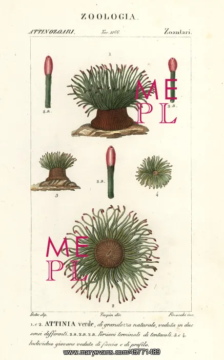 : Mediterranean snakelocks sea anemone, Anemonia sulcata : Mediterranean snakelocks sea anemone, Anemonia sulcata