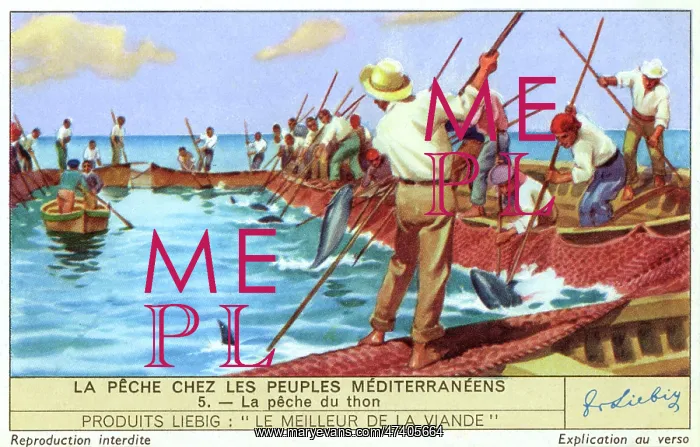  : MEDITERRANEAN TUNA