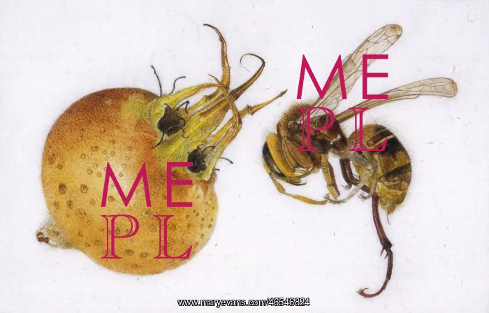  : Medlar and hornet