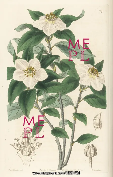 : Medlar-like lindleya, Lindleya mespiloides : Medlar-like lindleya, Lindleya mespiloides