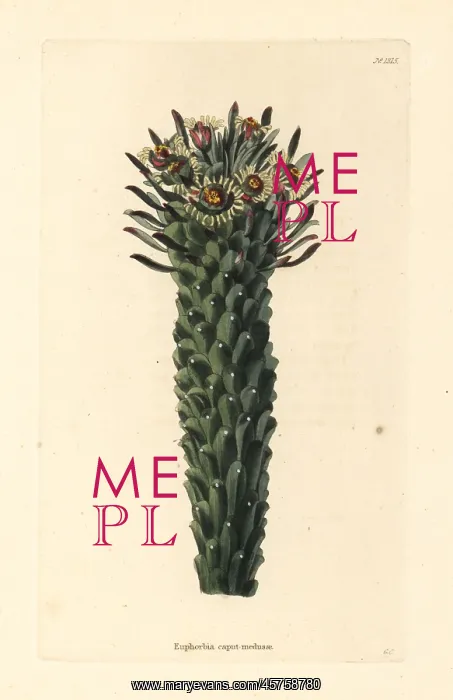 : Medusa's head, Euphorbia caput-medusae : Medusa's head, Euphorbia caput-medusae