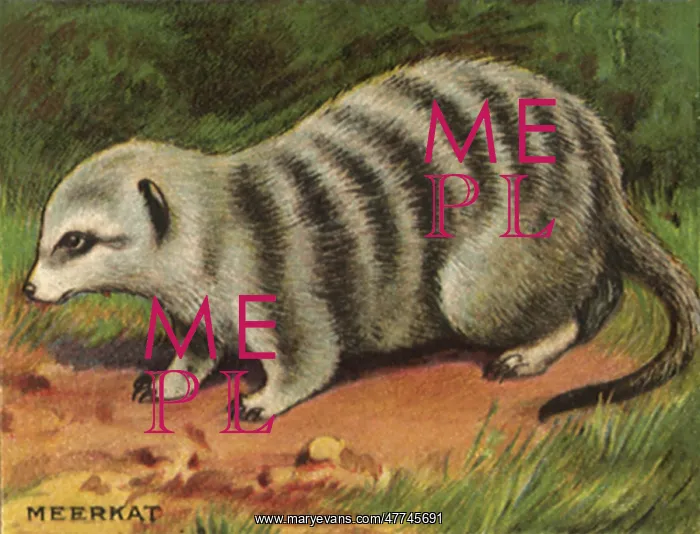  : Meerkat
