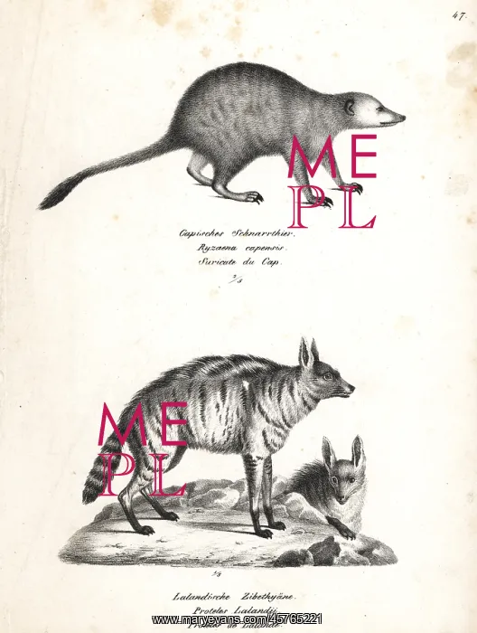 : Meerkat and aardwolf : Meerkat and aardwolf