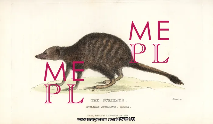 : Meerkat or suricate, Suricata suricatta : Meerkat or suricate, Suricata suricatta