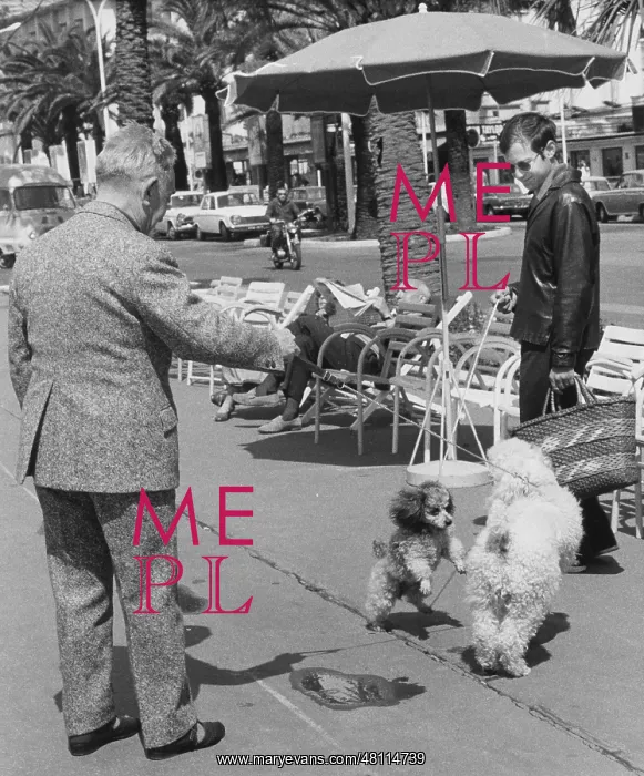 : Meeting of two dogs and their owners : Meeting of two dogs and their owners