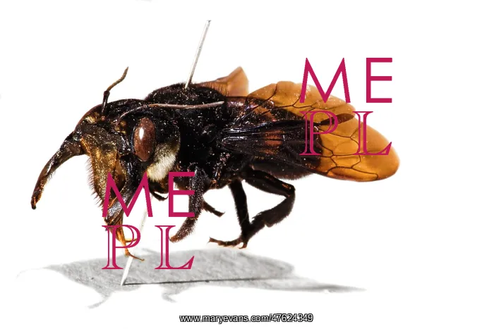 : Megachile pluto, Wallace's giant bee : Megachile pluto, Wallace's giant bee