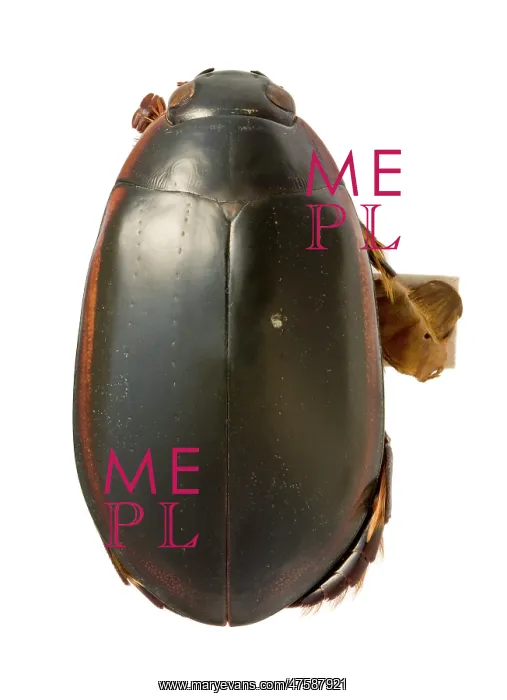 : Megadytes ducalis, water beetle : Megadytes ducalis, water beetle
