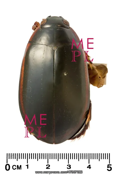 : Megadytes ducalis, water beetle : Megadytes ducalis, water beetle