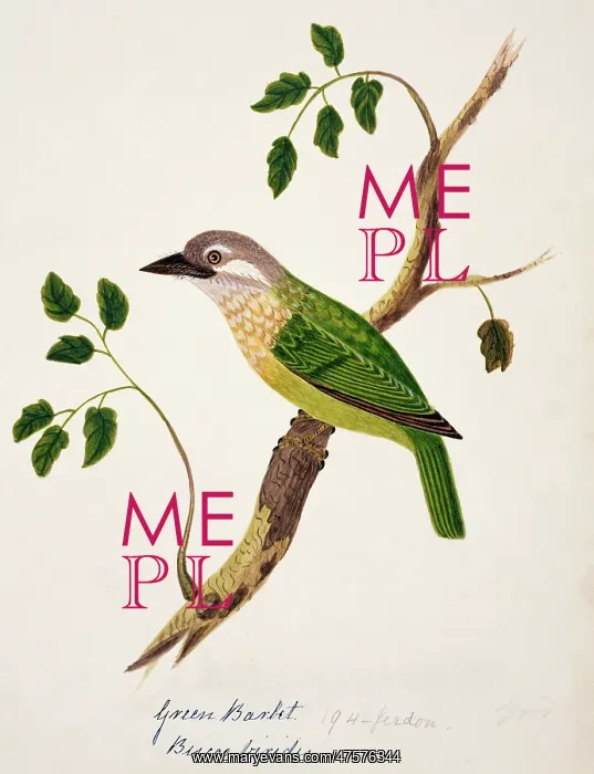: Megalaima viridis, white-cheeked barbet : Megalaima viridis, white-cheeked barbet