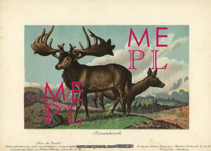 : Megaloceros, extinct genus of giant deer : Megaloceros, extinct genus of giant deer