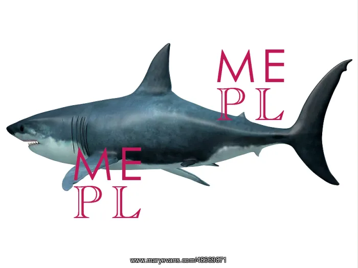: Megalodon predator shark, side profile : Megalodon predator shark, side profile