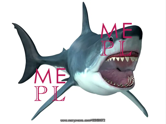 : Megalodon predator shark, front view : Megalodon predator shark, front view