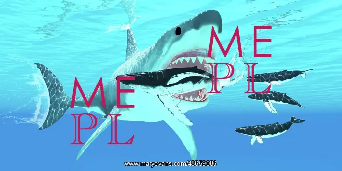 : A megalodon shark attacks a humpback whale with : A megalodon shark attacks a humpback whale with