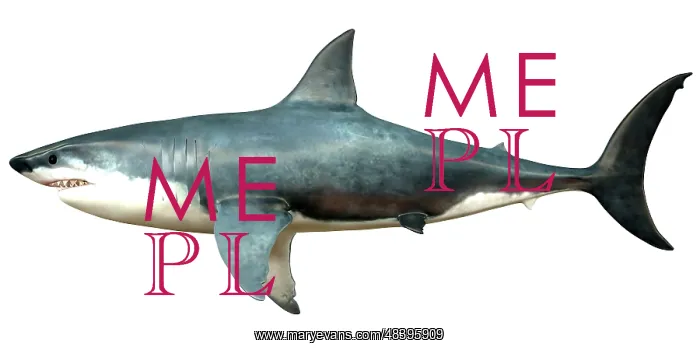 : A Megalodon shark from the Cenozoic Era : A Megalodon shark from the Cenozoic Era
