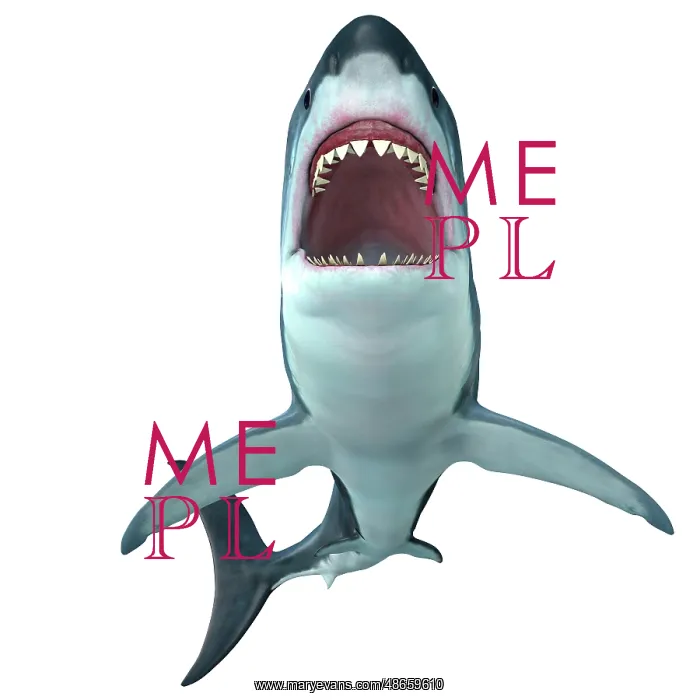 : Megalodon shark, front profile : Megalodon shark, front profile