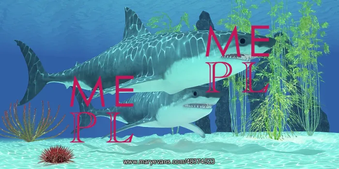 : Two Megalodon sharks from the Cenozoic Era : Two Megalodon sharks from the Cenozoic Era