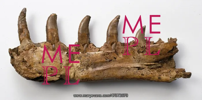 : Megalosaurus jaw : Megalosaurus jaw
