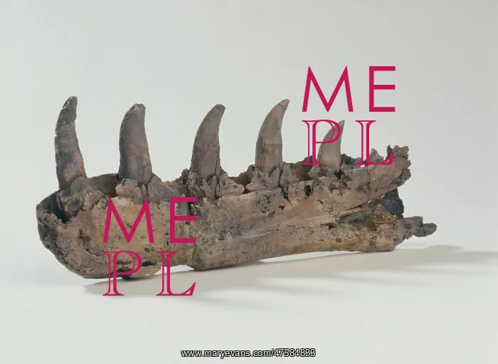 : Megalosaurus jaw : Megalosaurus jaw