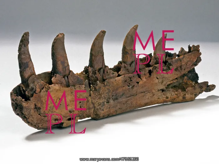 : Megalosaurus jaw : Megalosaurus jaw