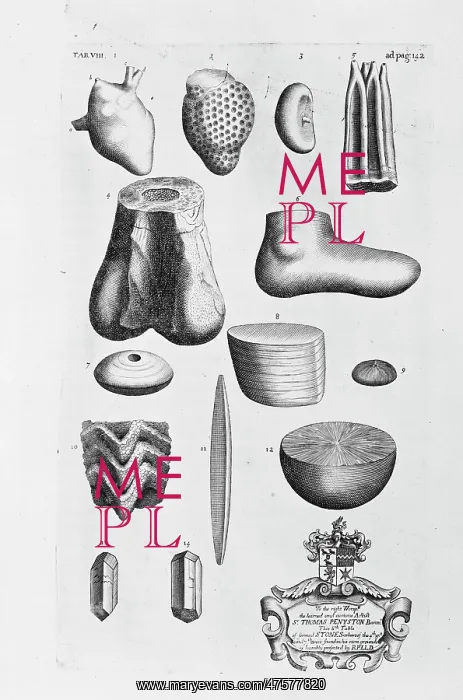 : Megalosaurus thigh bone : Megalosaurus thigh bone