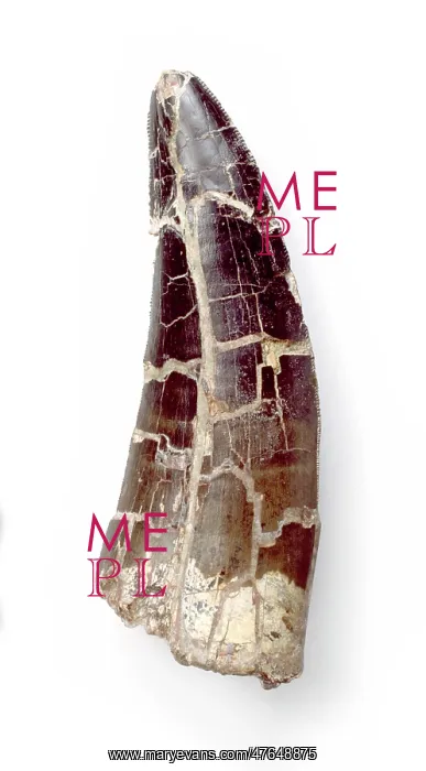 : Megalosaurus tooth : Megalosaurus tooth