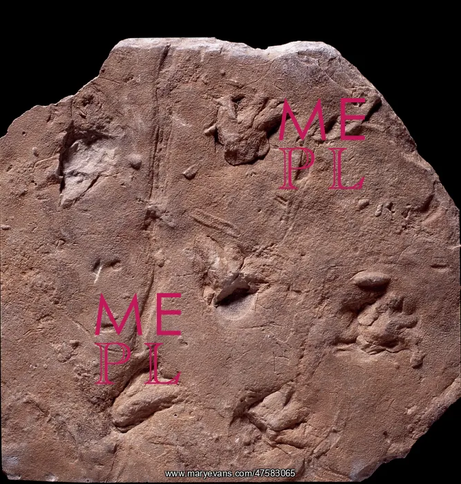 : Megapezia footprints : Megapezia footprints
