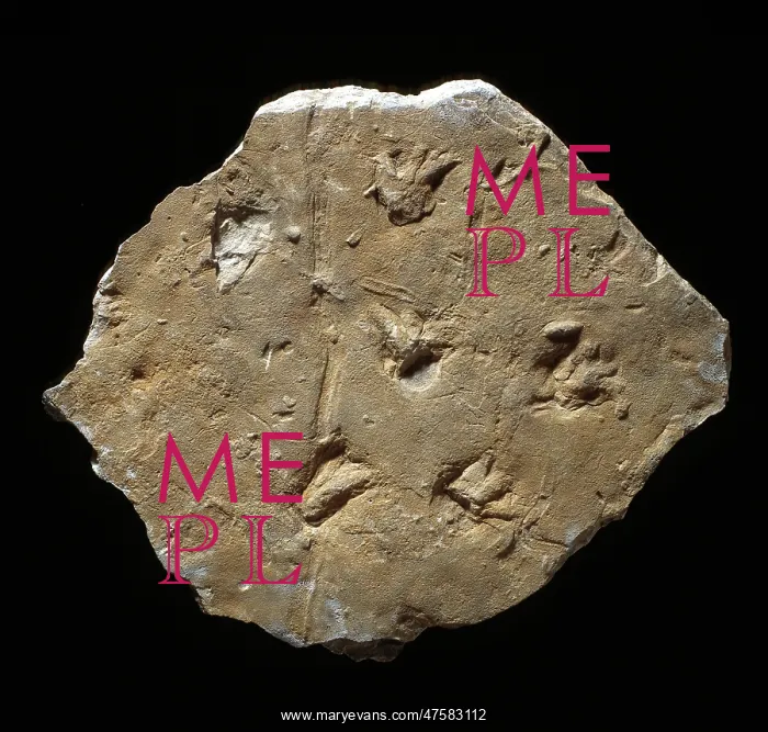 : Megapezia footprints : Megapezia footprints