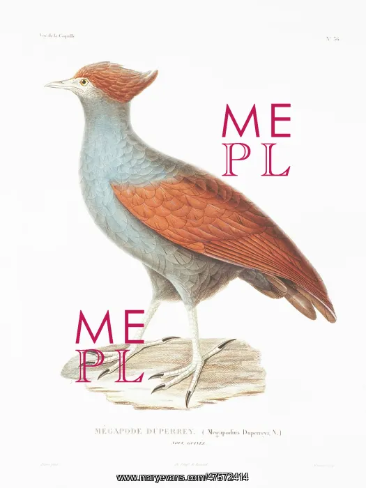 : Megapodius decollatus, New Guinea megapode : Megapodius decollatus, New Guinea megapode