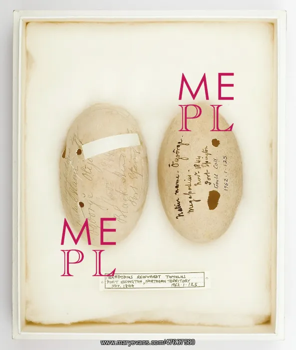 : Megapodius reinwardt tumulus eggs : Megapodius reinwardt tumulus eggs