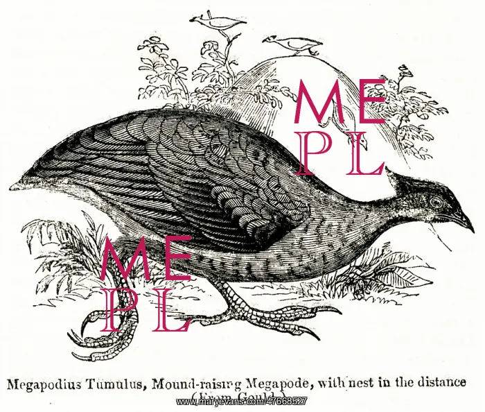 : Megapodius Tumulus, orange-footed scrubfowl : Megapodius Tumulus, orange-footed scrubfowl