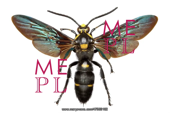 : Megascolia procer, wasp : Megascolia procer, wasp