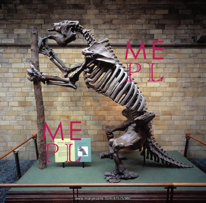 : Megatherium americanum, giant ground sloth : Megatherium americanum, giant ground sloth