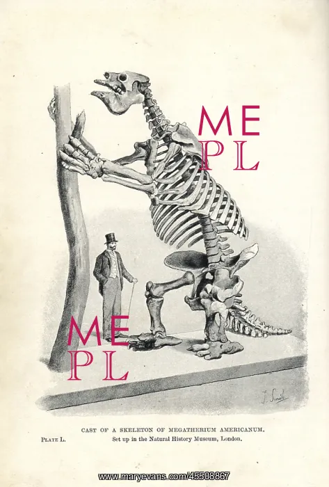 : Megatherium americanum skeleton cast : Megatherium americanum skeleton cast