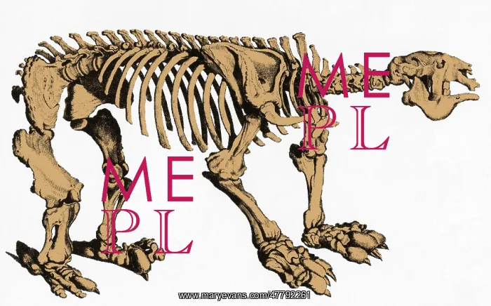 : Megatherium, Cenozoic Ground Sloth : Megatherium, Cenozoic Ground Sloth