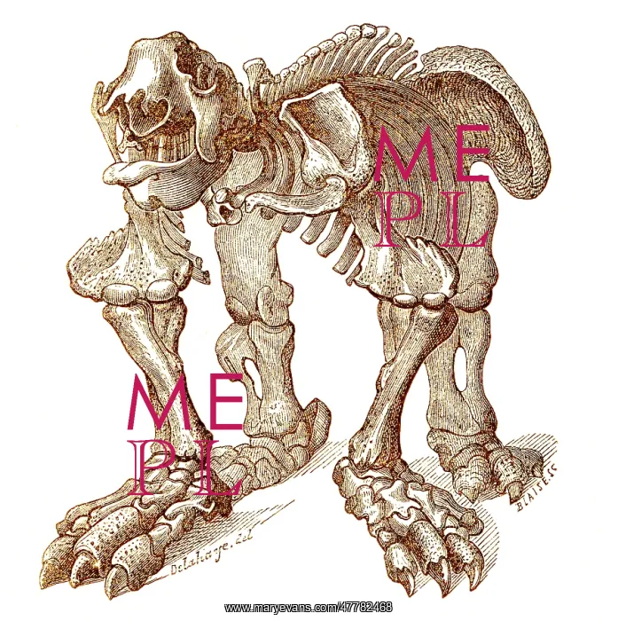 : Megatherium, Cenozoic Mammal : Megatherium, Cenozoic Mammal