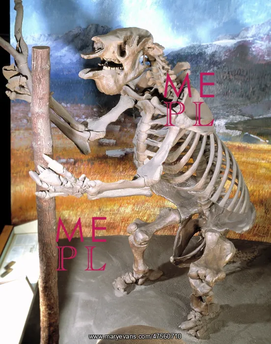 : Megatherium, giant ground sloth : Megatherium, giant ground sloth