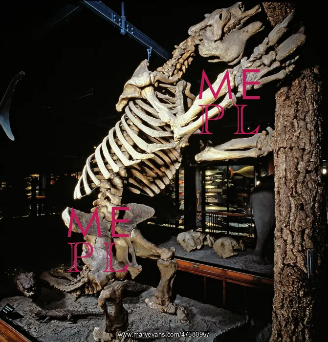 : Megatherium, giant ground sloth : Megatherium, giant ground sloth