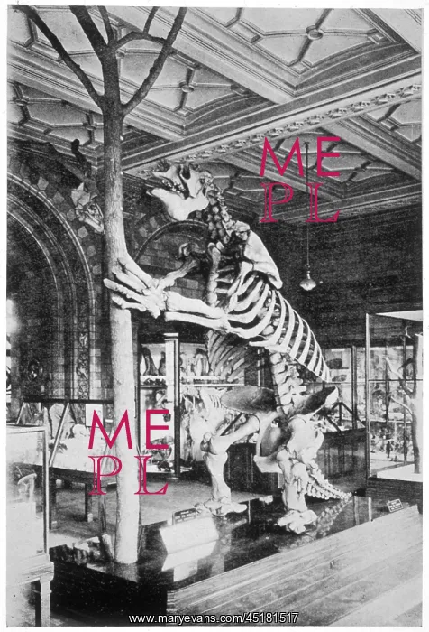 : MEGATHERIUM SKELETON : MEGATHERIUM SKELETON
