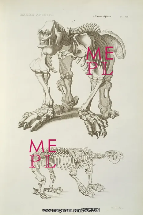 : Megatherium skeleton : Megatherium skeleton