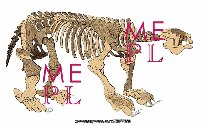 : Megatherium Skeleton, Illustration : Megatherium Skeleton, Illustration