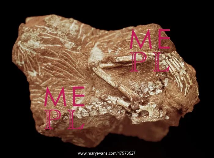 : Megazostrodon : Megazostrodon