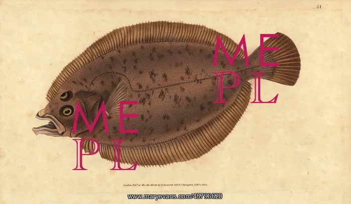 : Megrim or whiff, Lepidorhombus whiffiagonis : Megrim or whiff, Lepidorhombus whiffiagonis