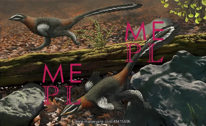 : Mei long, the famous troodontid in the sleeping position : Mei long, the famous troodontid in the sleeping position