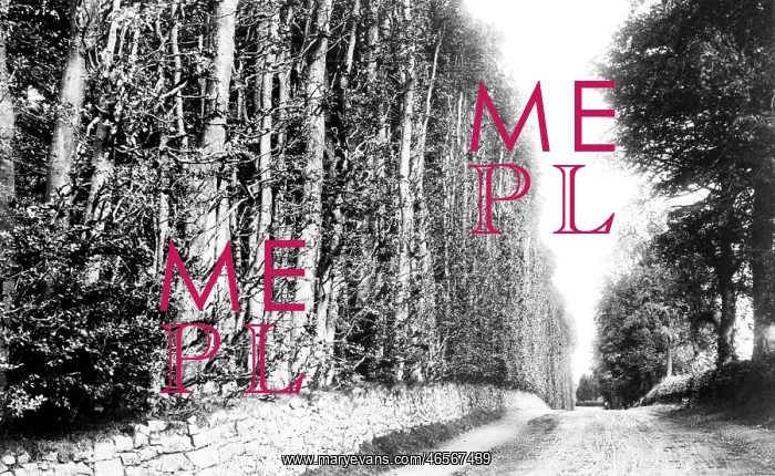  : Meikleour, Beech Hedge 1900