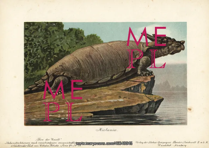 : Meiolania, extinct genus of cryptodire turtle : Meiolania, extinct genus of cryptodire turtle