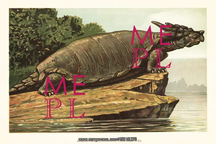: Meiolania species, extinct genus of stem-turtle : Meiolania species, extinct genus of stem-turtle