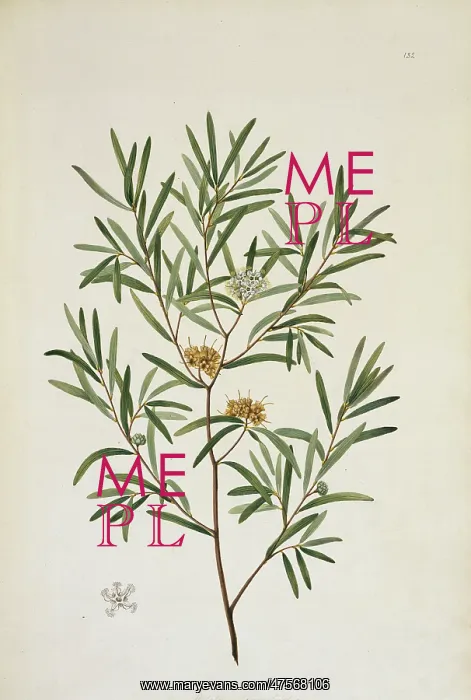 : Melaleuca angustifolia : Melaleuca angustifolia