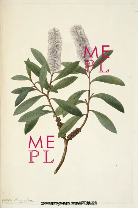 : Melaleuca quinquenervia, punk tree : Melaleuca quinquenervia, punk tree