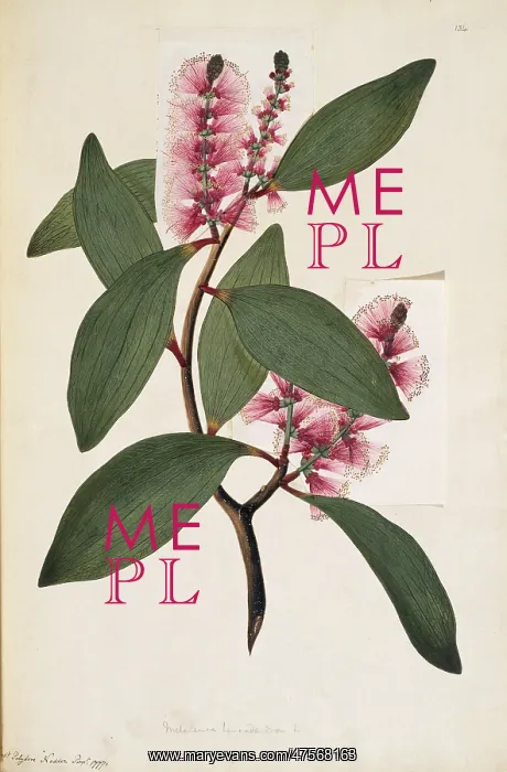: Melaleuca viridiflora, weeping tea tree : Melaleuca viridiflora, weeping tea tree